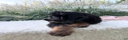 Bernedoodle dogs for sale: Chloe - Ad 6