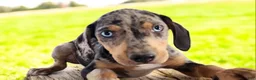 Catahoula Leopard Dog dogs for sale: Jesse 2026 M1 - Ad 11
