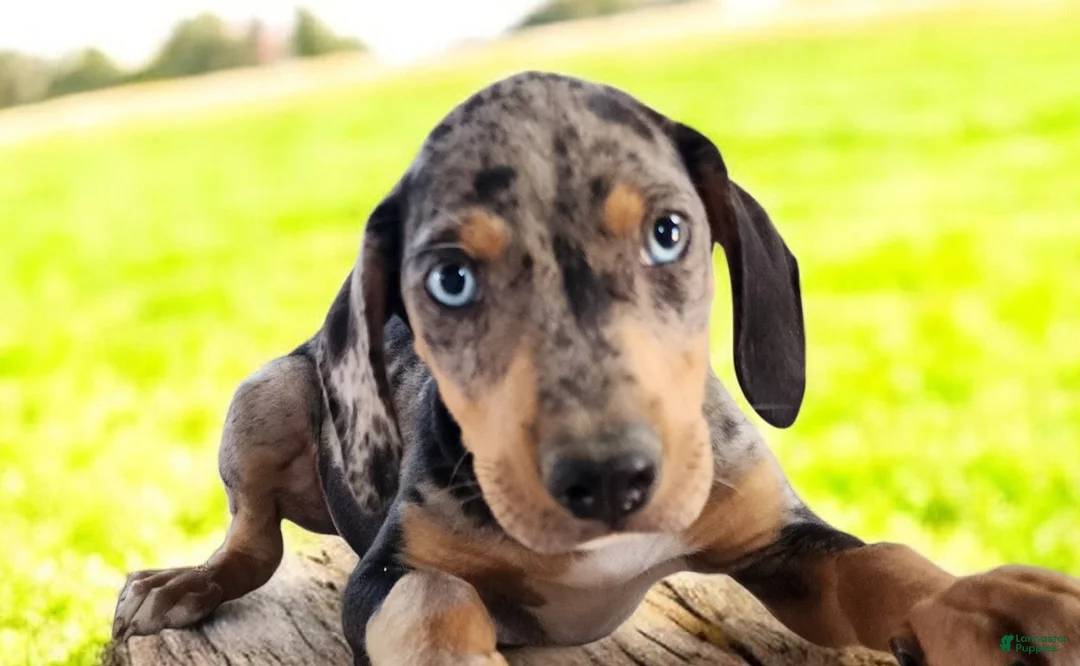 Catahoula Leopard Dog dogs for sale: Jesse 2026 M1 - Ad 11