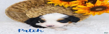 Patch