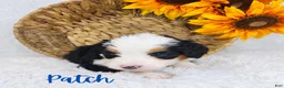 Mini Bernedoodle dogs for sale: Patch - Ad 1