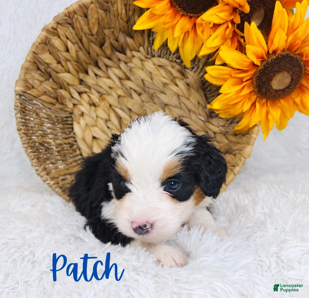 Mini Bernedoodle dogs for sale: Patch - Ad 1