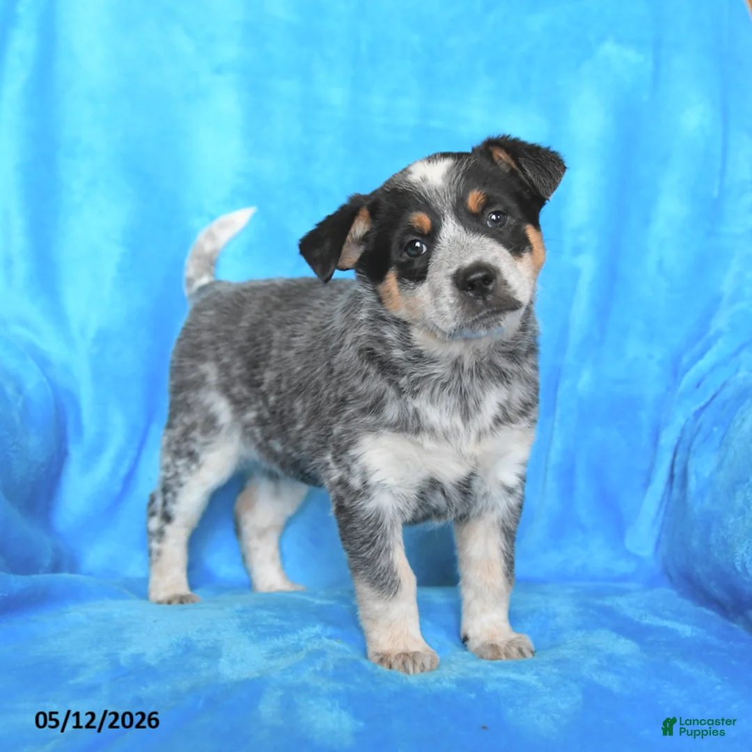 Australian Cattle Dog dogs for sale: Sally - Ad 1