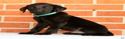 Labrador Retriever dogs for sale: Bruce - Ad 7
