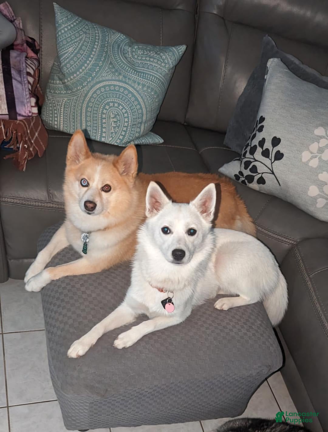 Gallery Image {{count}}