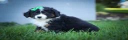 Mini Aussiedoodle dogs for sale: Landon💙 - Ad 9
