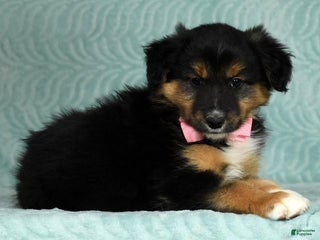 Australian Shepherd dogs Nellie - Ad 15