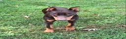Doberman Pinscher dogs for sale: Diesel - Ad 9