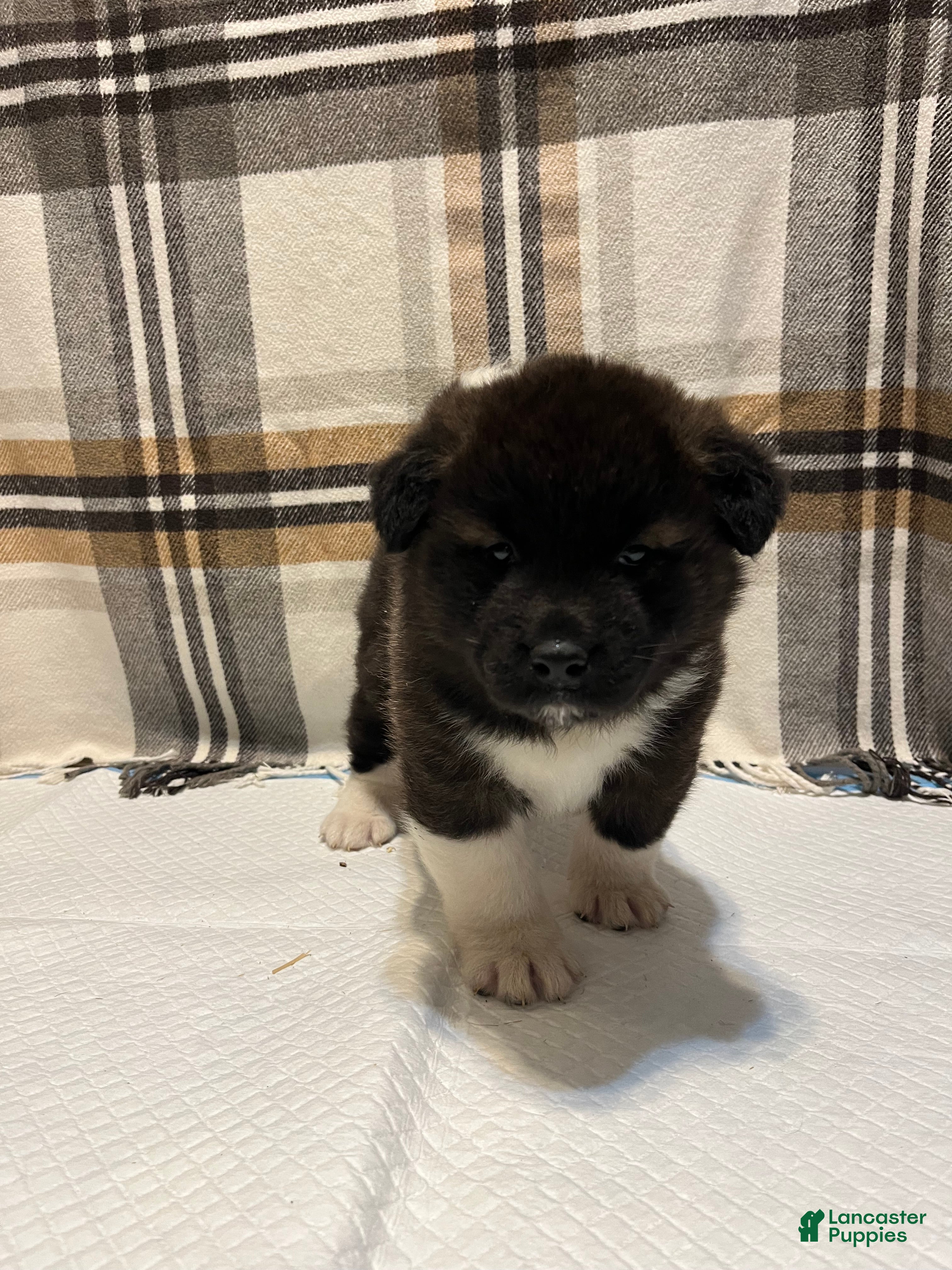 Akita dogs Donni - Ad 2