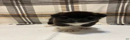 Akita dogs for sale: Donni - Ad 2