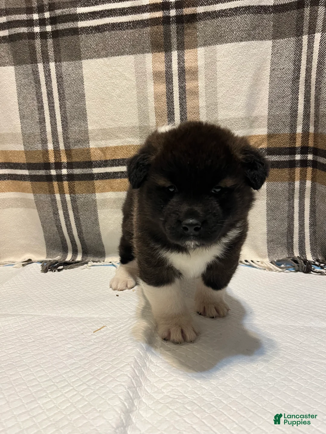 Akita dogs for sale: Donni - Ad 2
