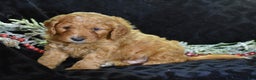 Mini Goldendoodle dogs for sale: Gregy - Ad 6