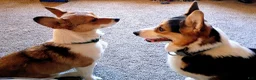 Welsh Corgi Pembroke dogs for sale: Flint - Ad 6