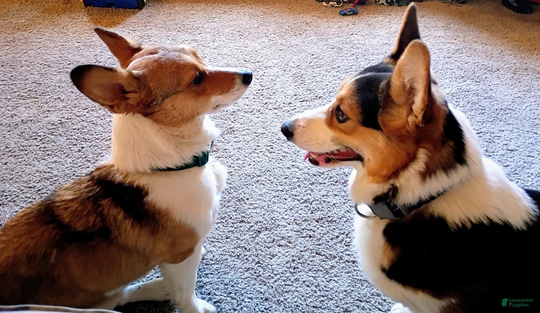 Welsh Corgi Pembroke dogs for sale: Flint - Ad 6