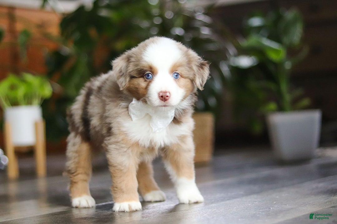 Miniature Australian Shepherd dogs for sale: Ferraro - Ad 2