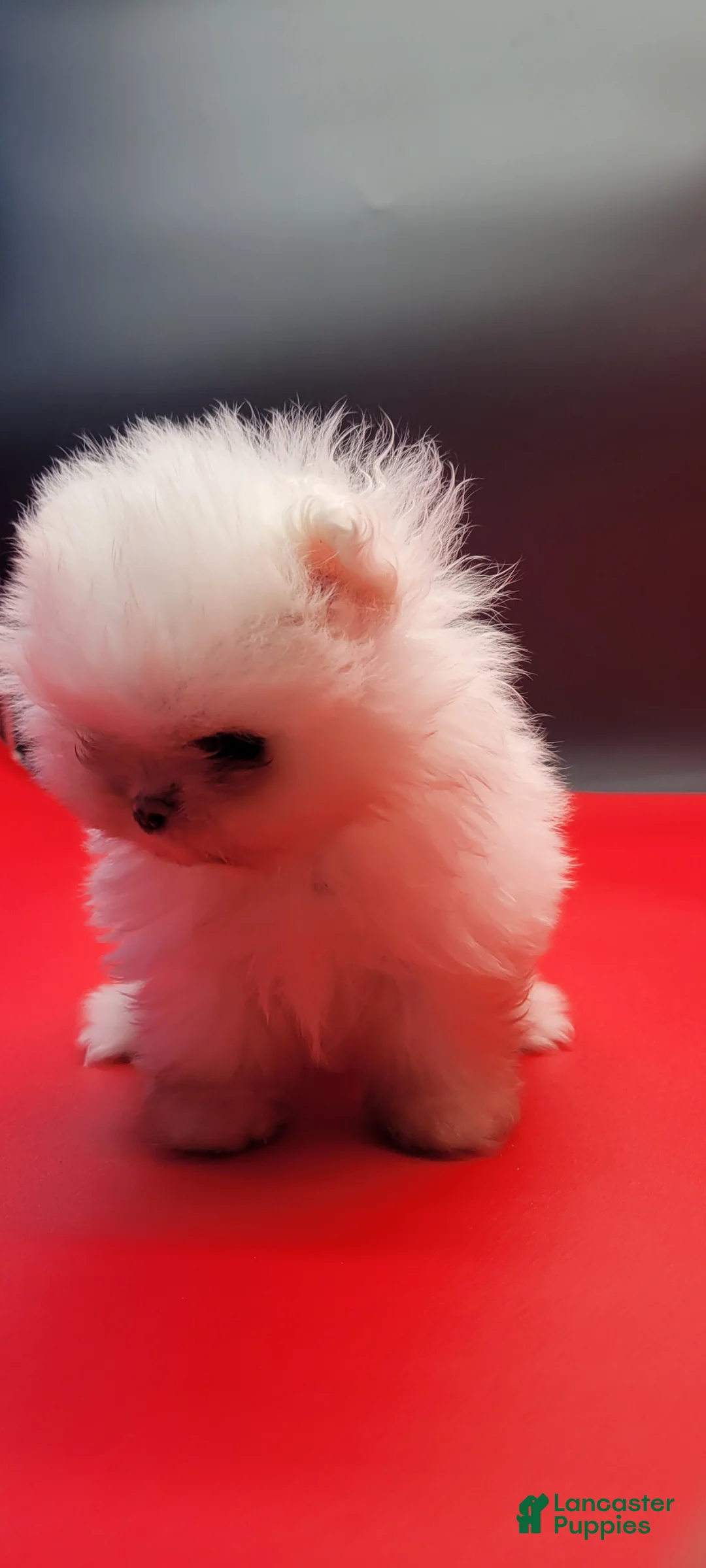 Pomeranian dogs for sale: Pomeranian Puppy 1 - Ad 17