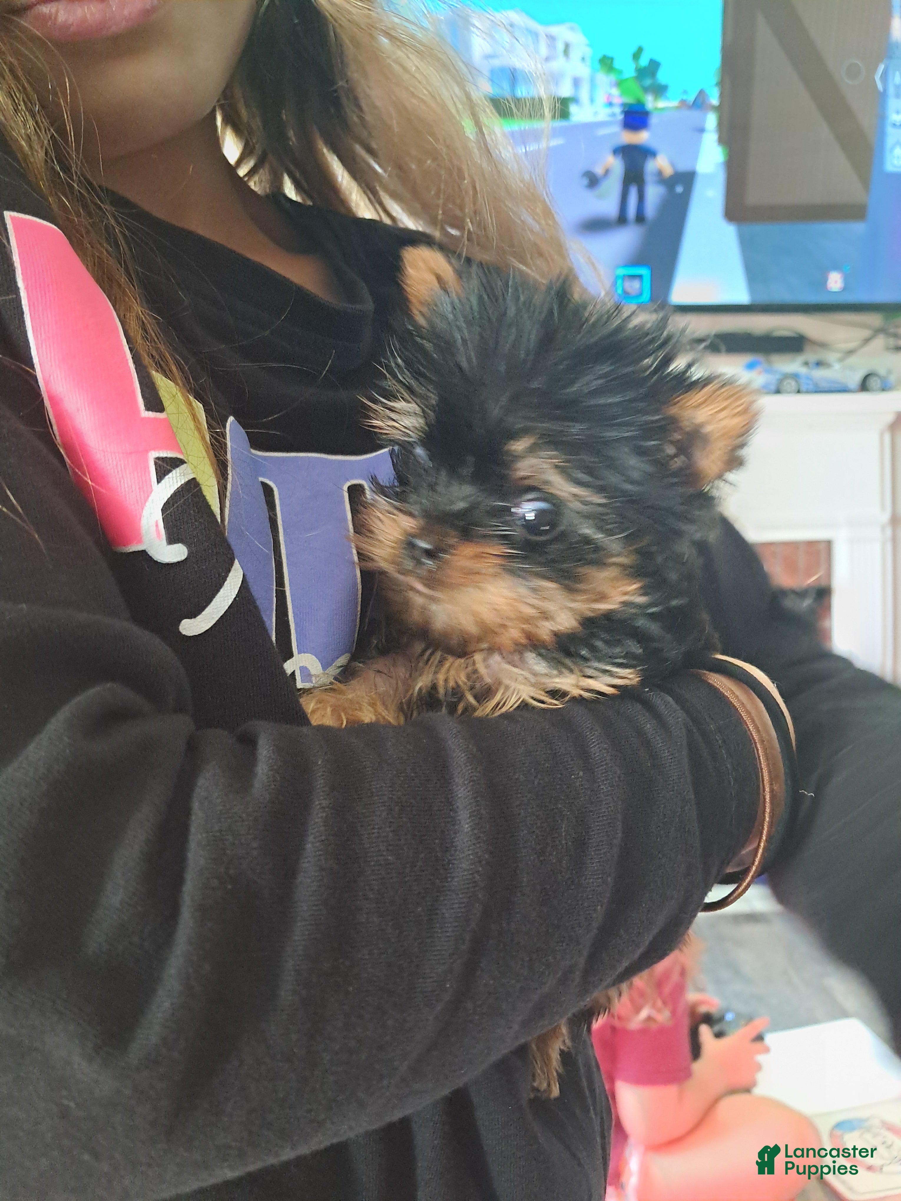 Yorkshire Terrier dogs for sale: Yorkshire Terrier 1 - Ad 41