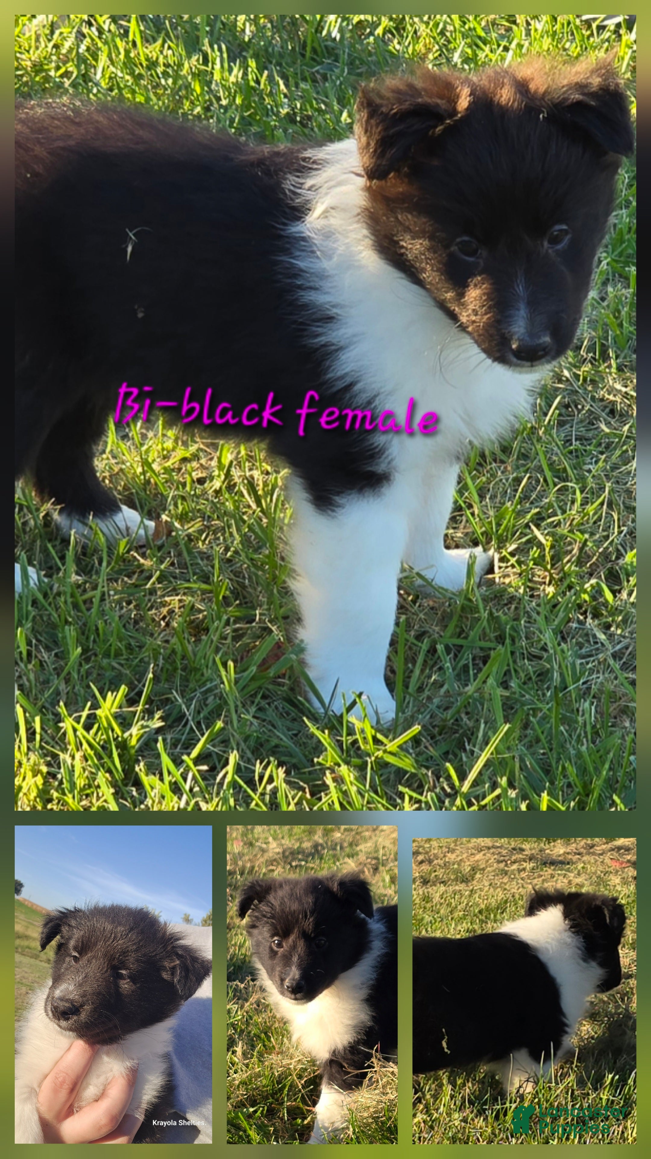 Shetland Sheepdog dogs for sale: Willow - Ad 29