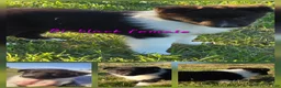 Shetland Sheepdog dogs for sale: Willow - Ad 1
