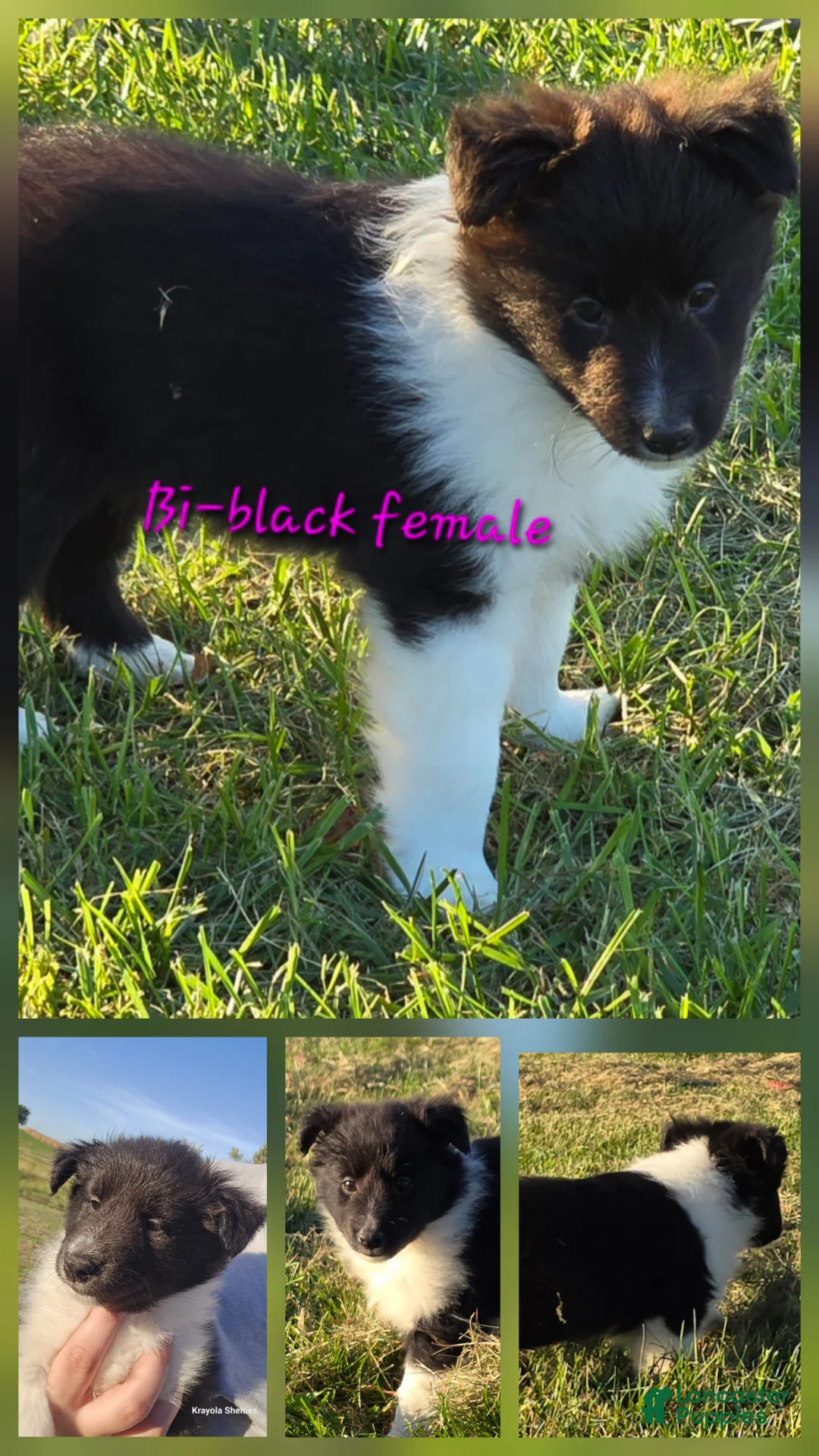 Shetland Sheepdog dogs for sale: Willow - Ad 1