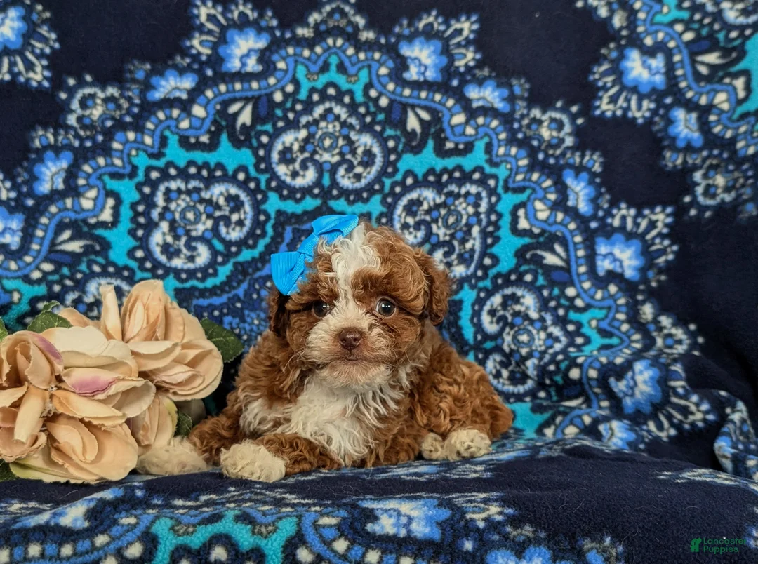 Mixed Breed dogs for sale: Hollee - Ad 5