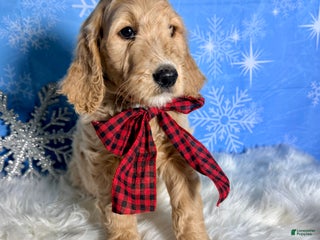 Goldendoodle dogs Jack - Ad 23