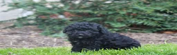 Bernedoodle dogs for sale: Bruce - Ad 2
