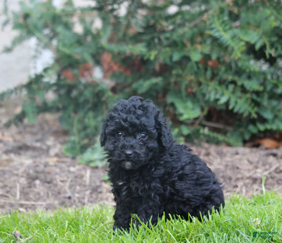 Bernedoodle dogs for sale: Bruce - Ad 2