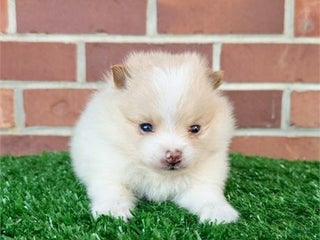 Pomeranian dogs Pomeranian Puppy 2 - Ad 21