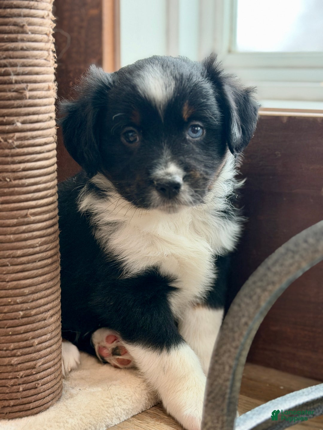 Miniature Australian Shepherd dogs for sale: Beast - Ad 2