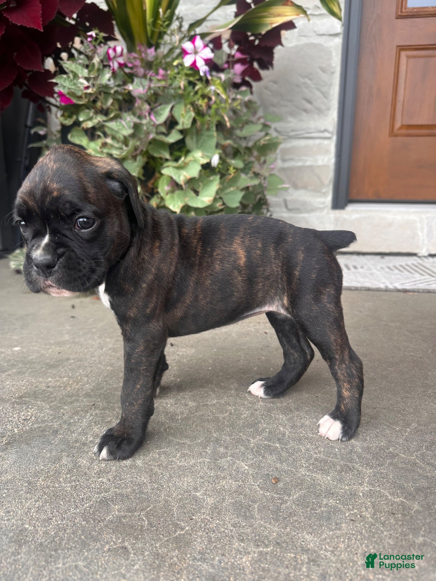 Boxer dogs Juliet - Ad 2