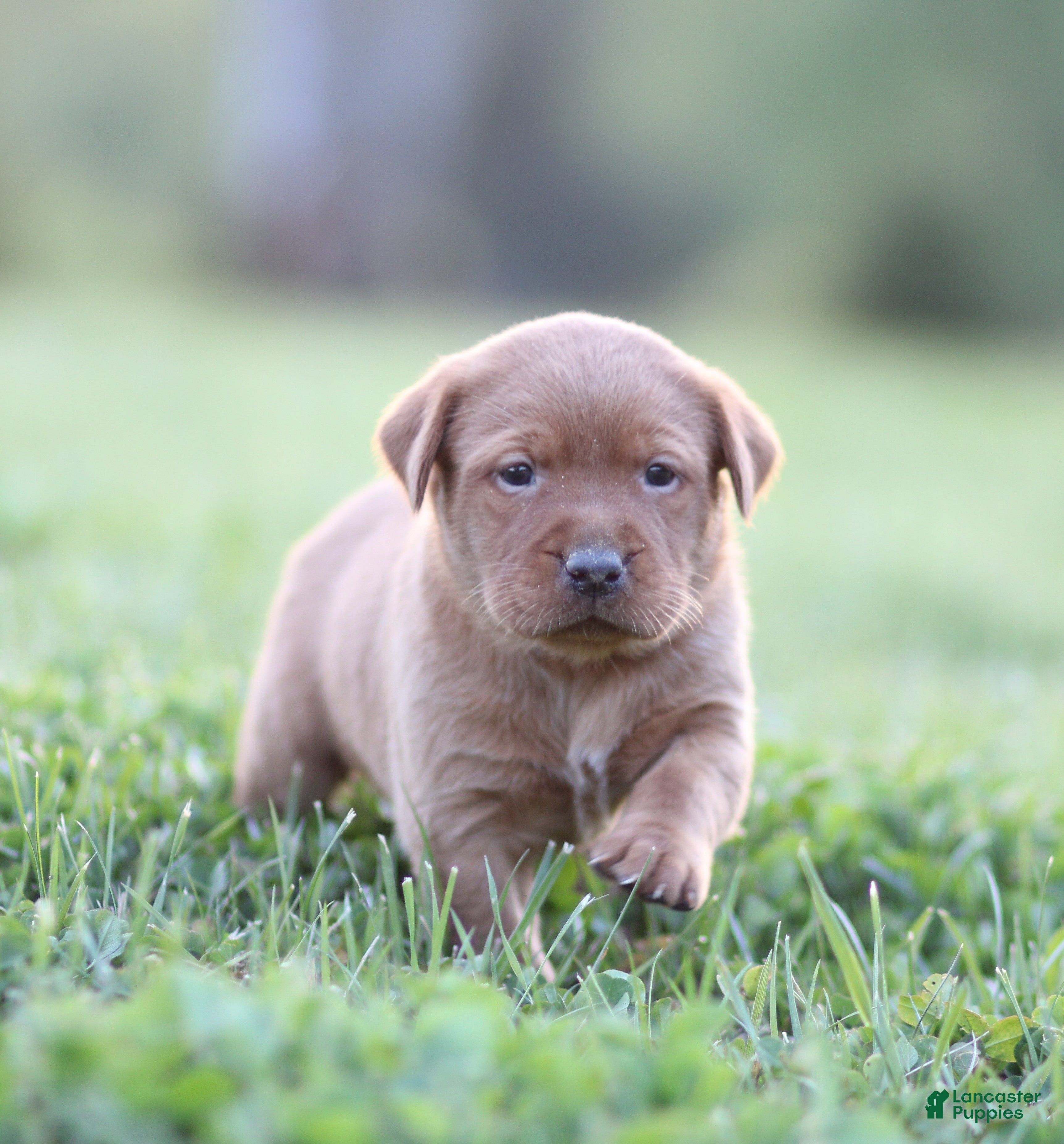 Labrador Retriever dogs Ginger - Ad 1