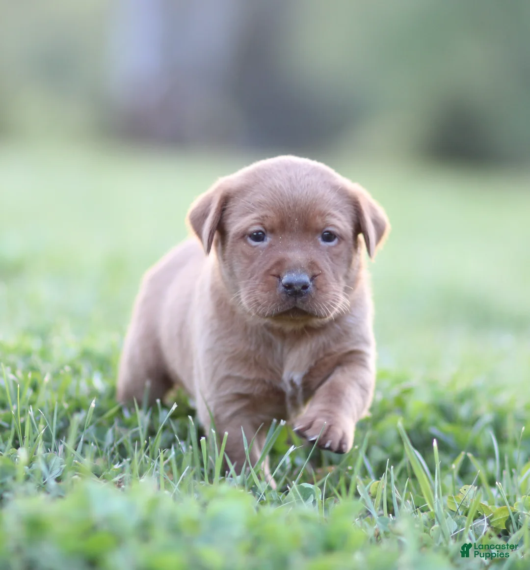 Labrador Retriever dogs for sale: Ginger - Ad 1