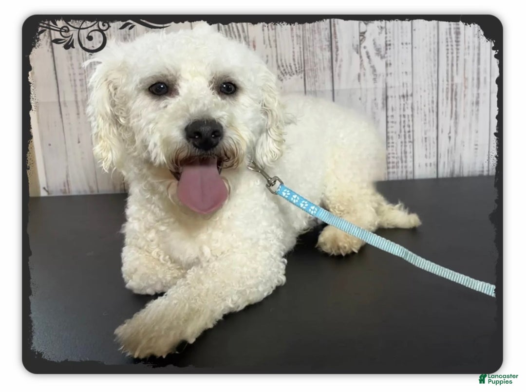 Teddy Bear dogs for sale: Hope - Ad 9