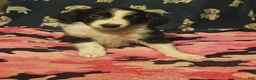 Chihuahua dogs for sale: Noddy (T-Cup) - Ad 23