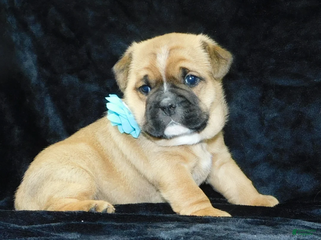 Mixed Breed dogs for sale: Rowdy - Ad 6