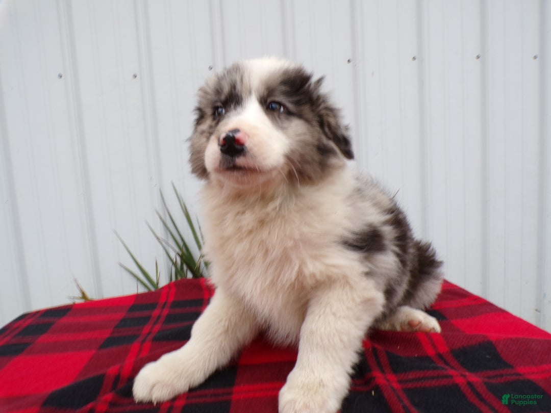 Border Collie dogs for sale: Border Collie Puppy 1 Scamper - Ad 1