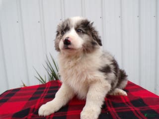 Border Collie dogs Border Collie Puppy 1 Scamper - Ad 12