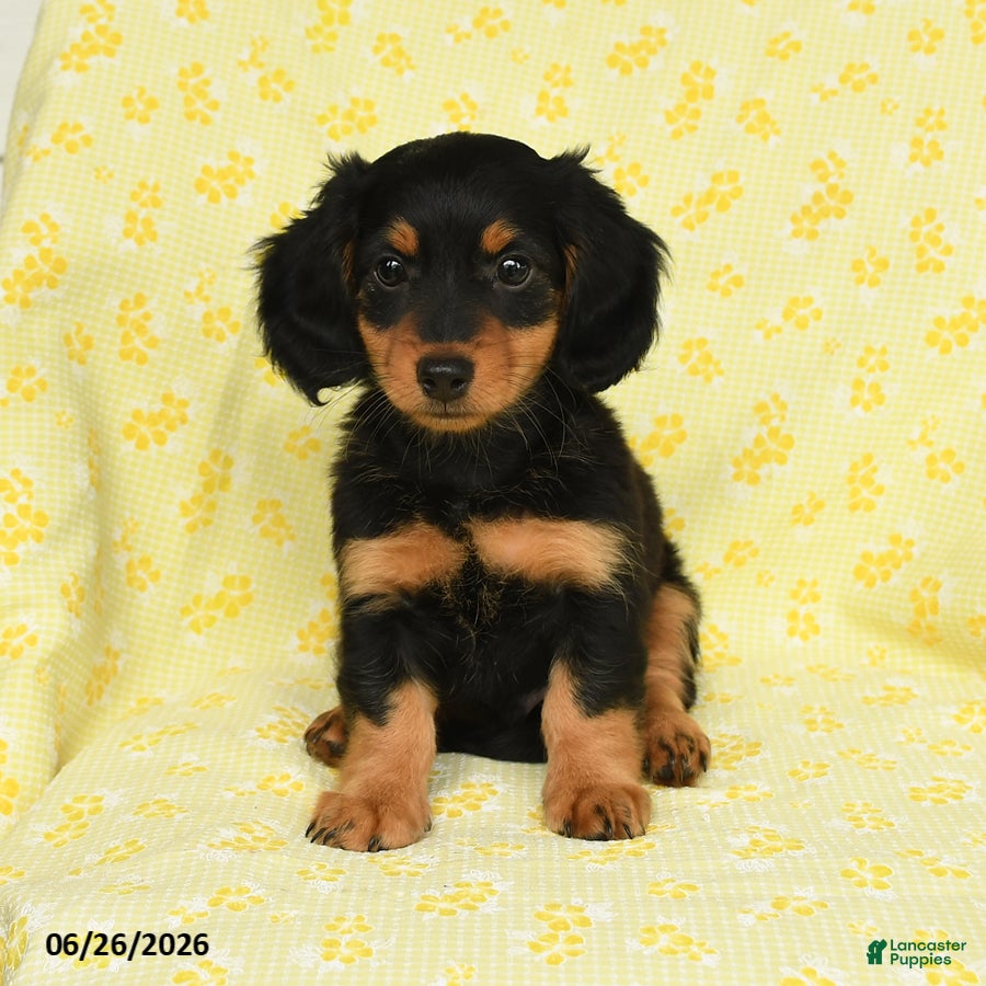 Miniature Dachshund dogs Oscar - Ad 1
