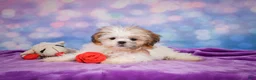 Shih Tzu dogs for sale: Bella - Ad 5