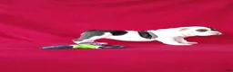 Beabull dogs for sale: Stacy - Ad 5