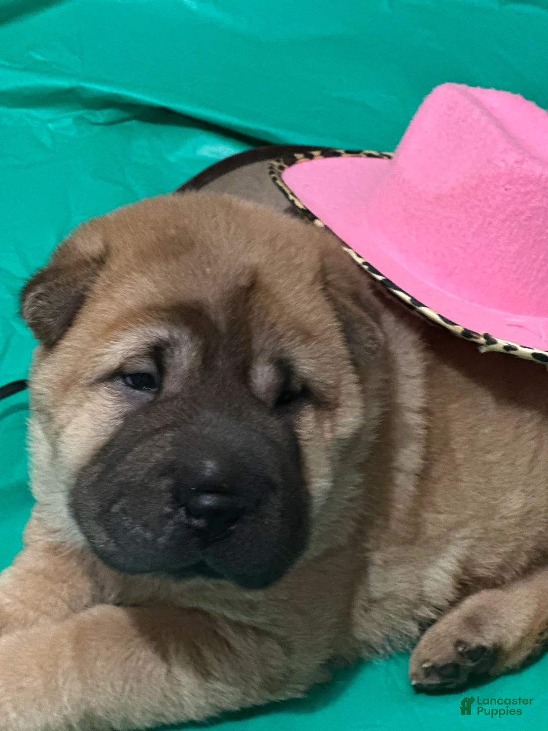 Shar Pei dogs for sale: Shar Pei Puppy 2 - Ad 1