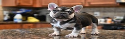 French Bulldog dogs for sale: Carmen  - Ad 5