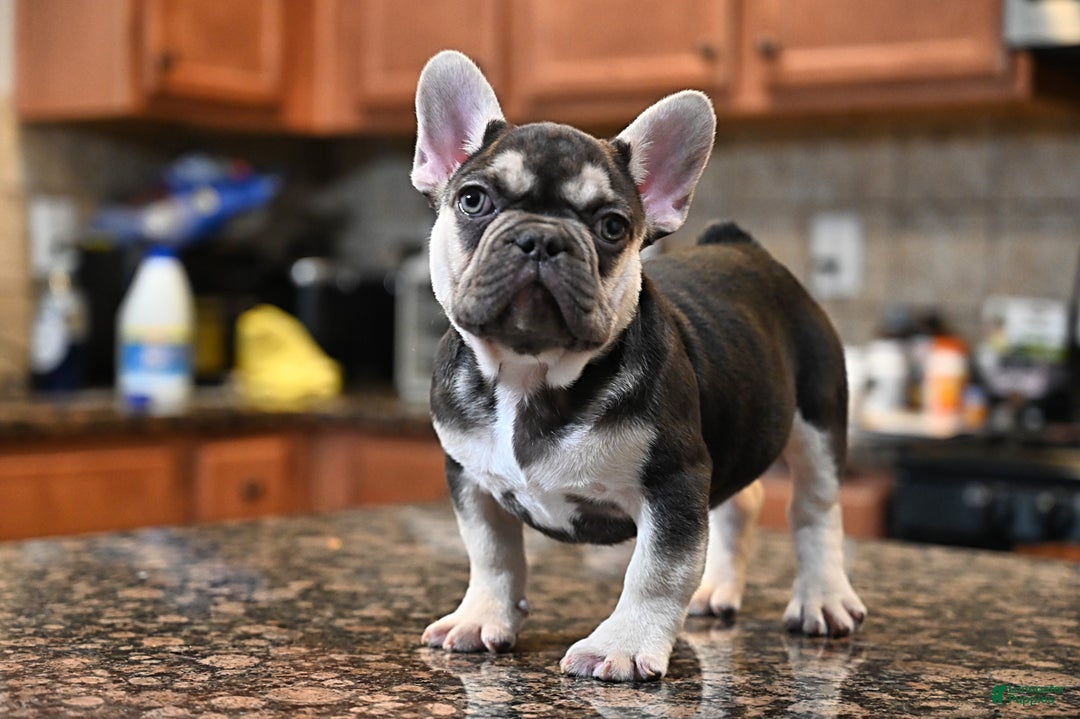 French Bulldog dogs for sale: Carmen  - Ad 5