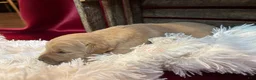 Golden Retriever dogs for sale: Kelly - Ad 1