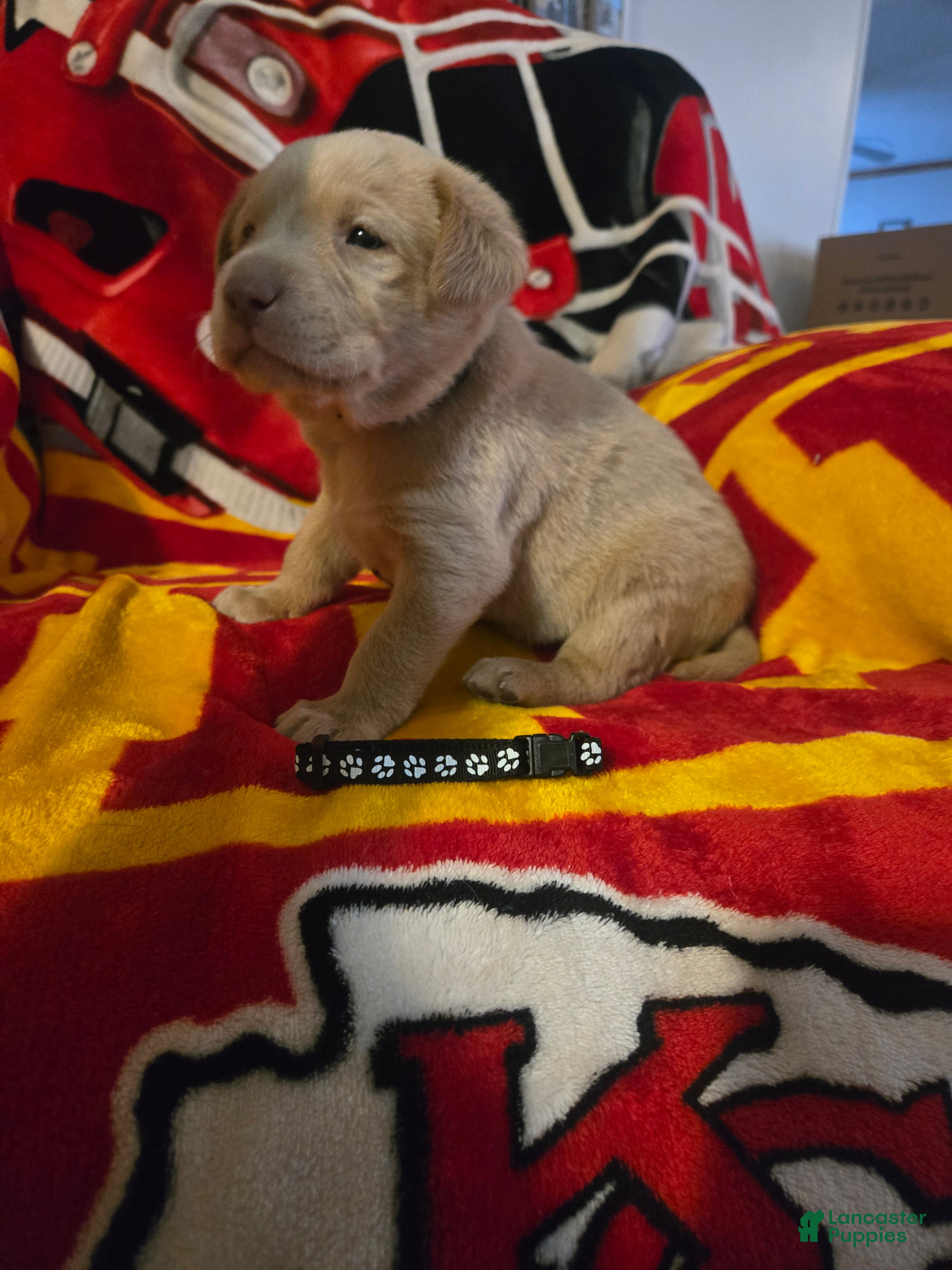 Labrador Retriever dogs Labrador Retriever Puppy 3 - Ad 1