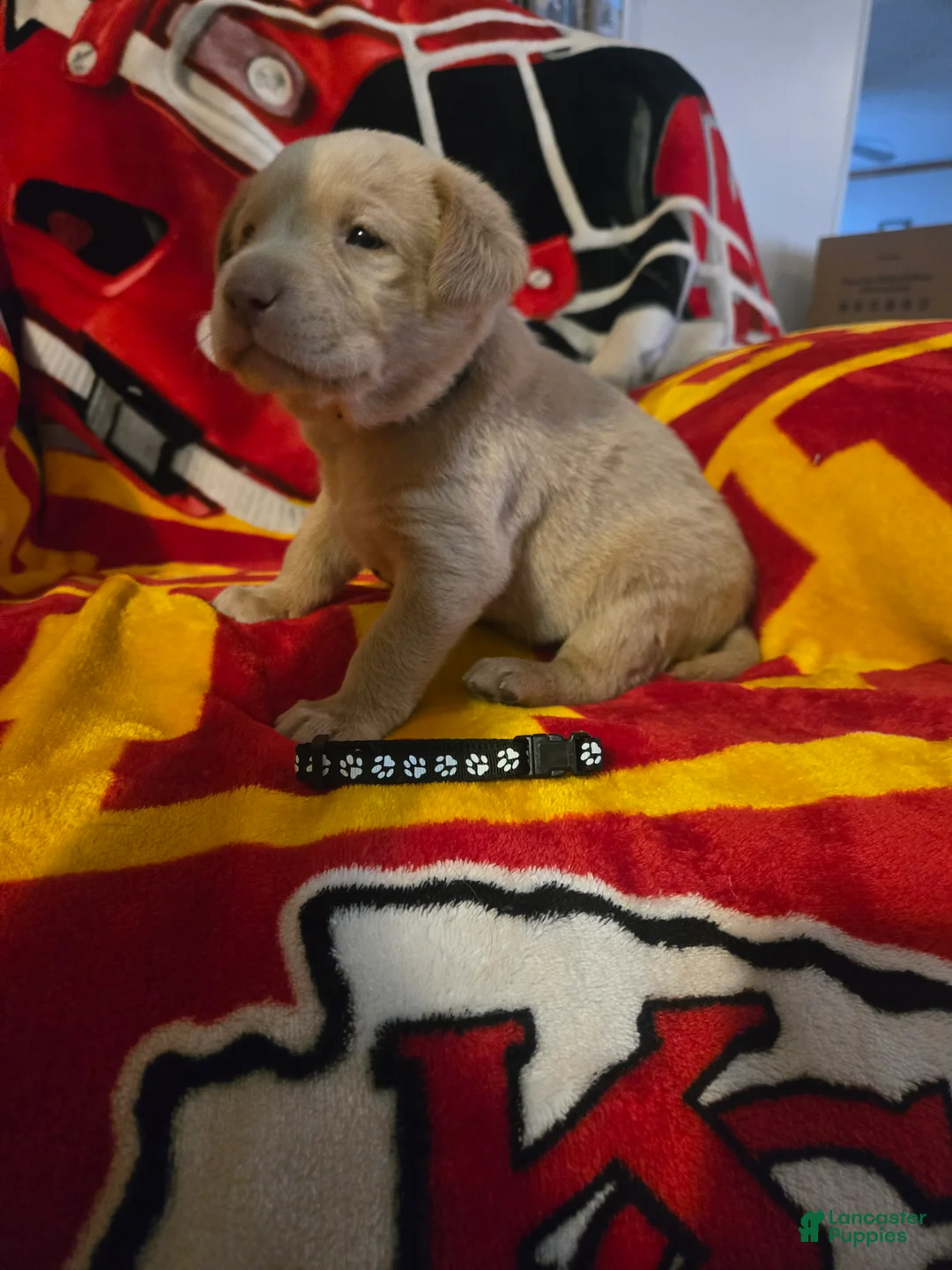 Labrador Retriever dogs for sale: Labrador Retriever Puppy 3 - Ad 1