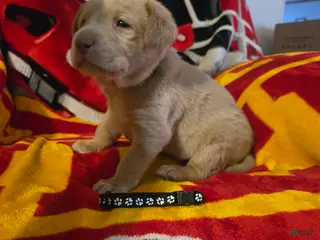 Labrador Retriever dogs for sale: Labrador Retriever Puppy 3 - Ad 3