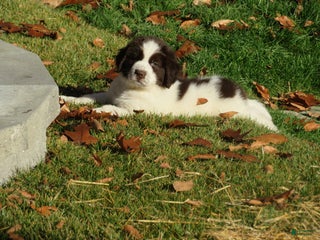 Newfoundland dogs Monty - Ad 4