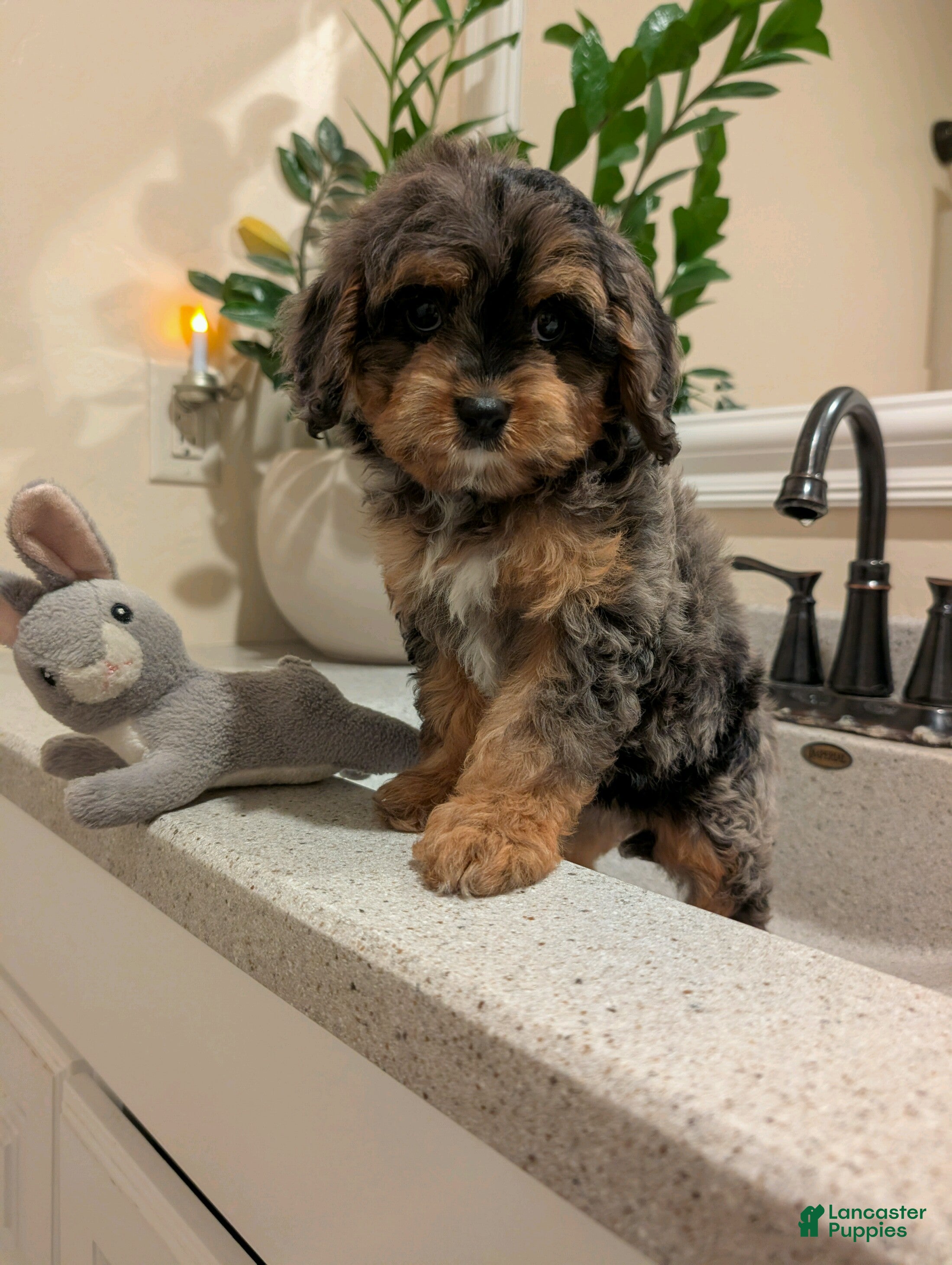 Cavapoo dogs for sale: Twila  - Ad 4